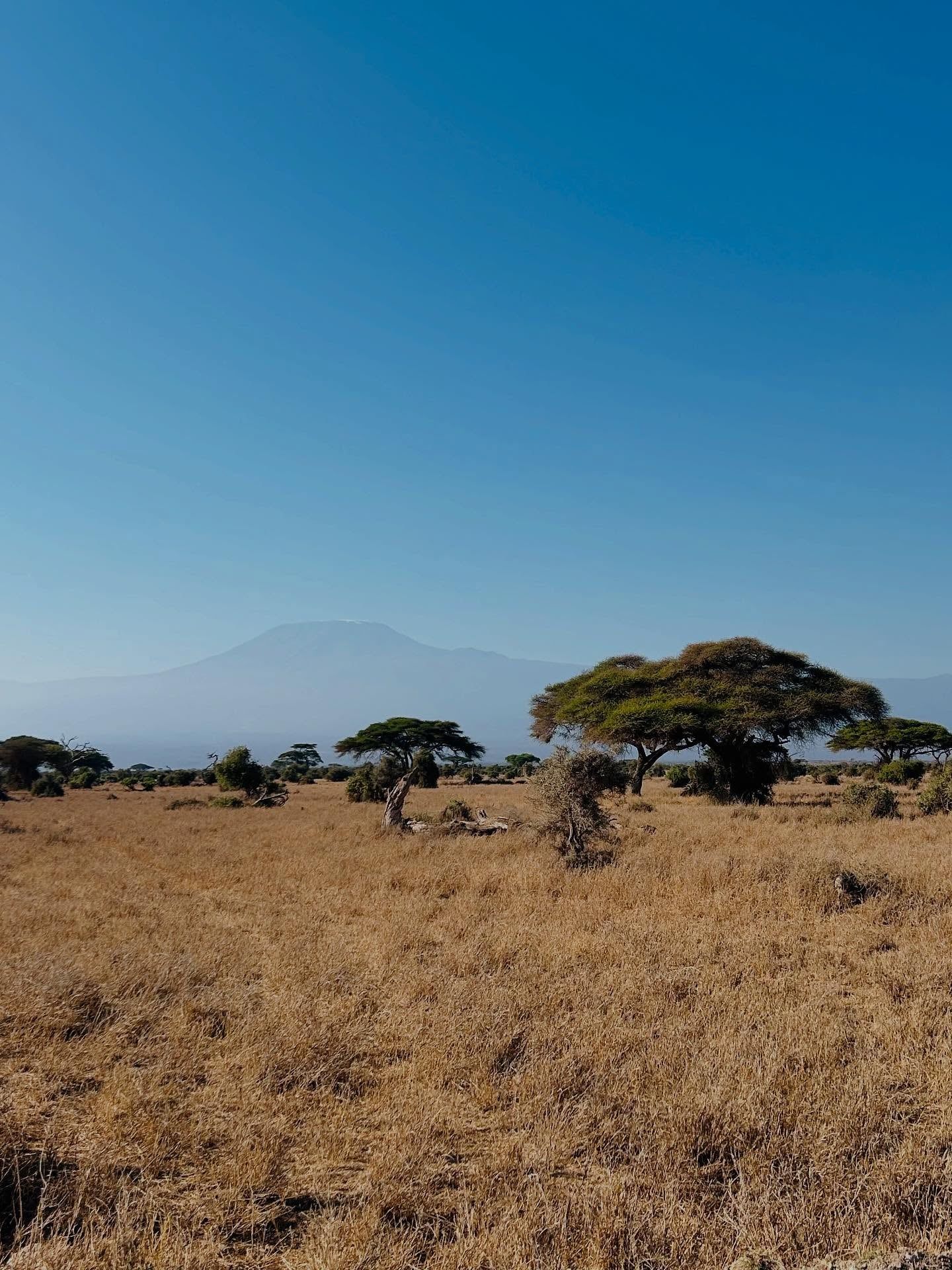 Amboseli National Park gezicht