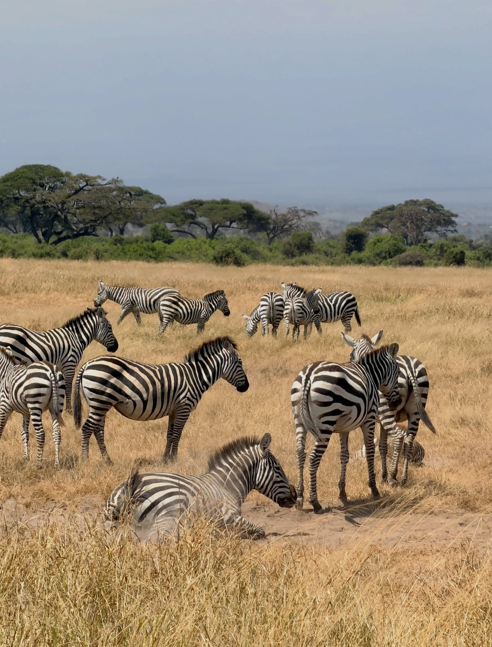 Amboseli National Park gezicht