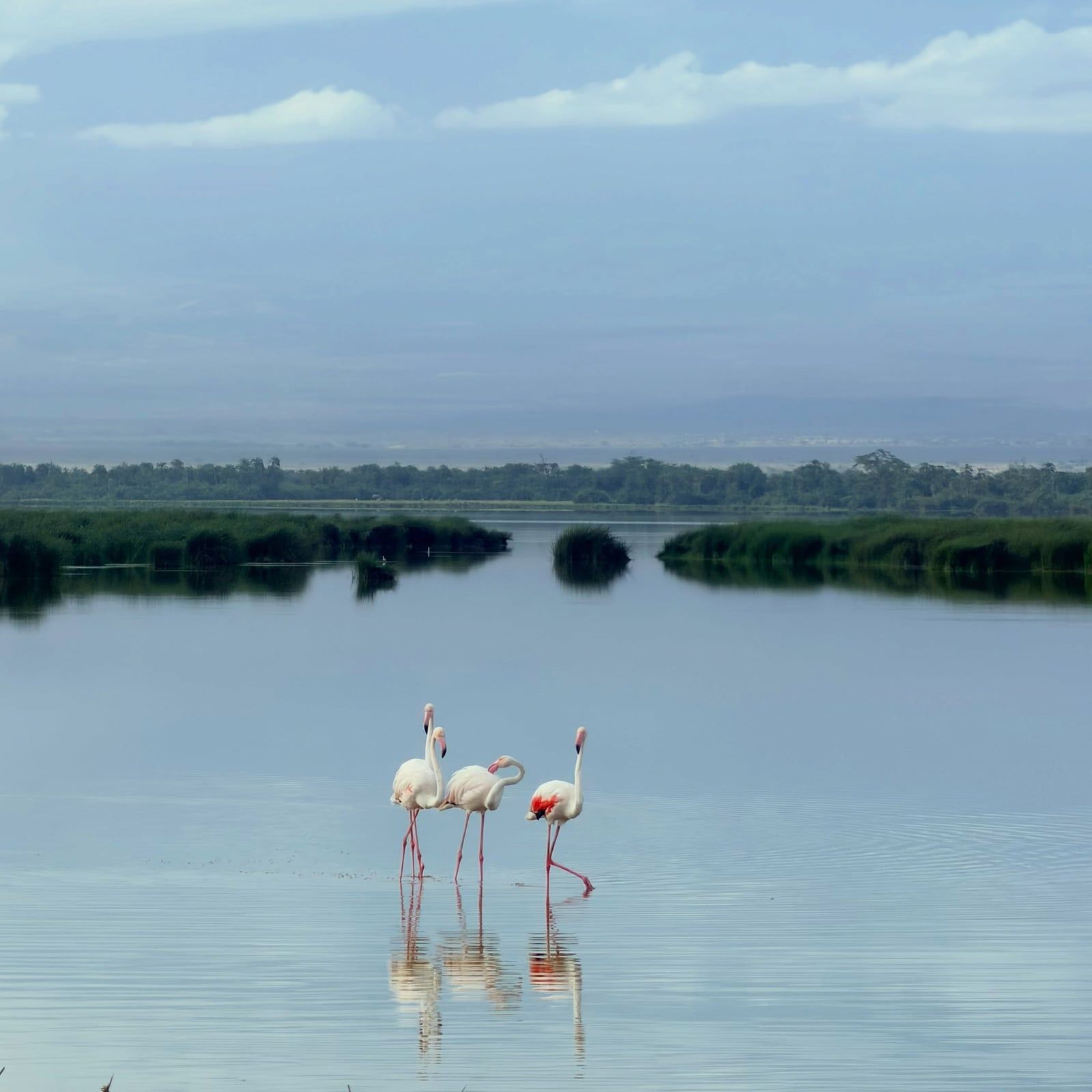 Amboseli National Park gezicht