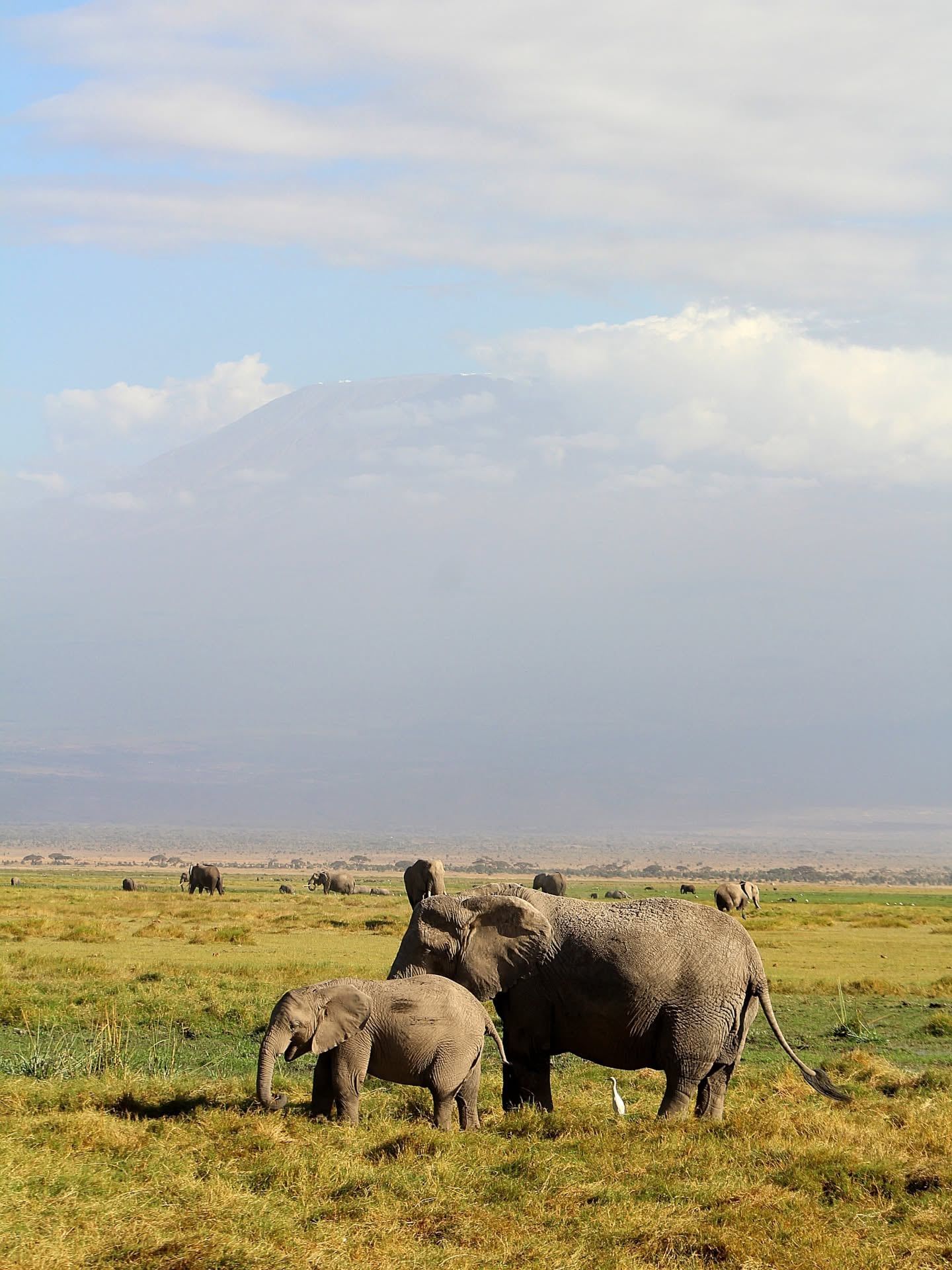 Amboseli National Park gezicht