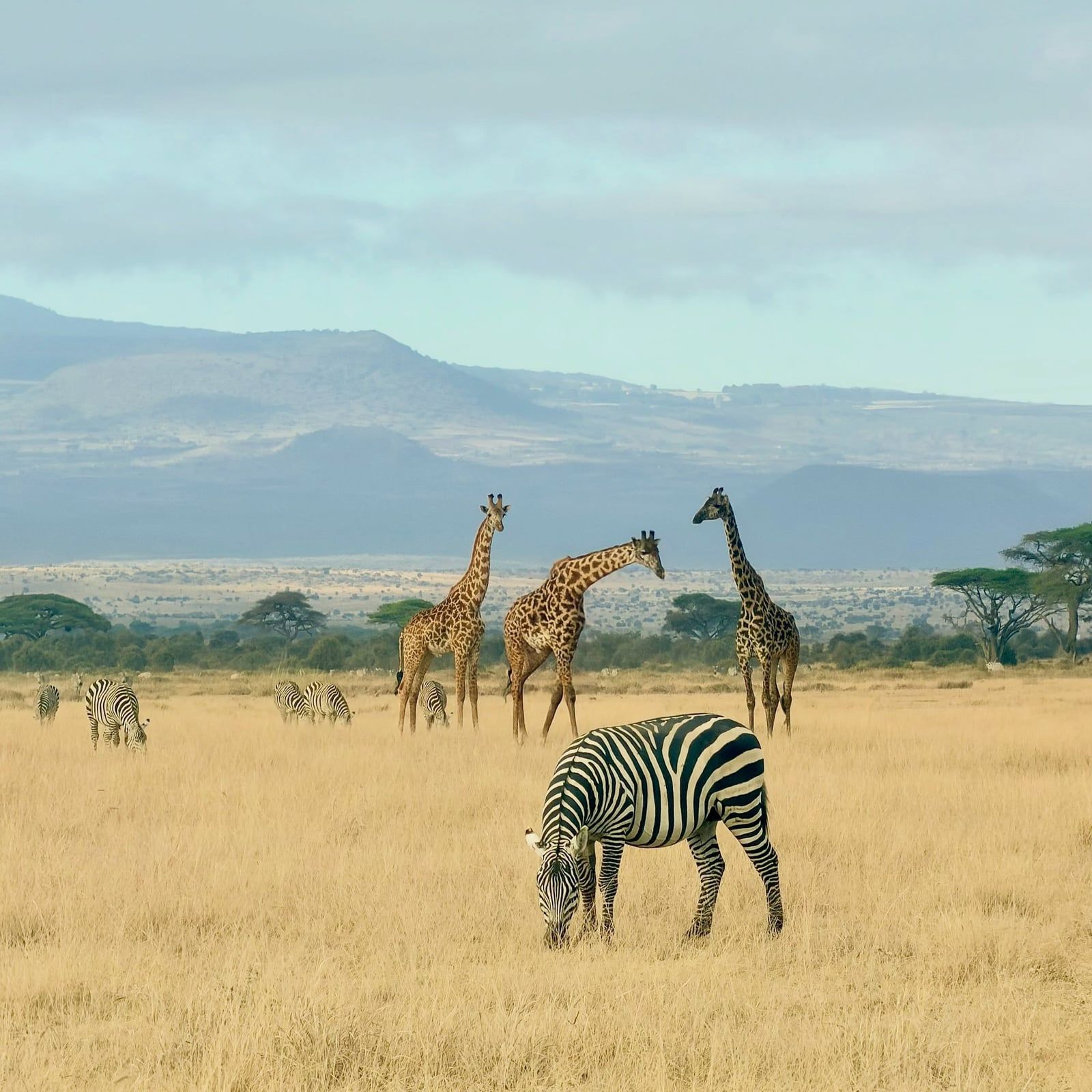 Bezoekersfoto Amboseli National Park tour