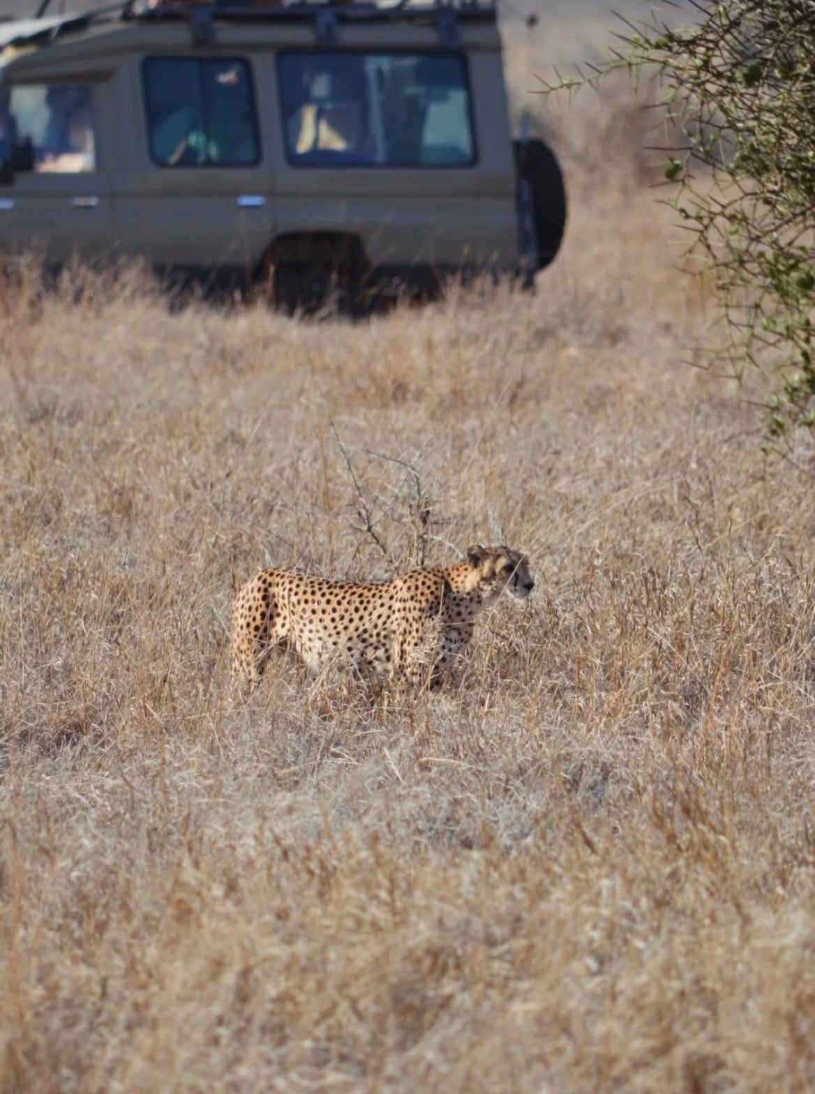 Bezoekersfoto Amboseli National Park tour