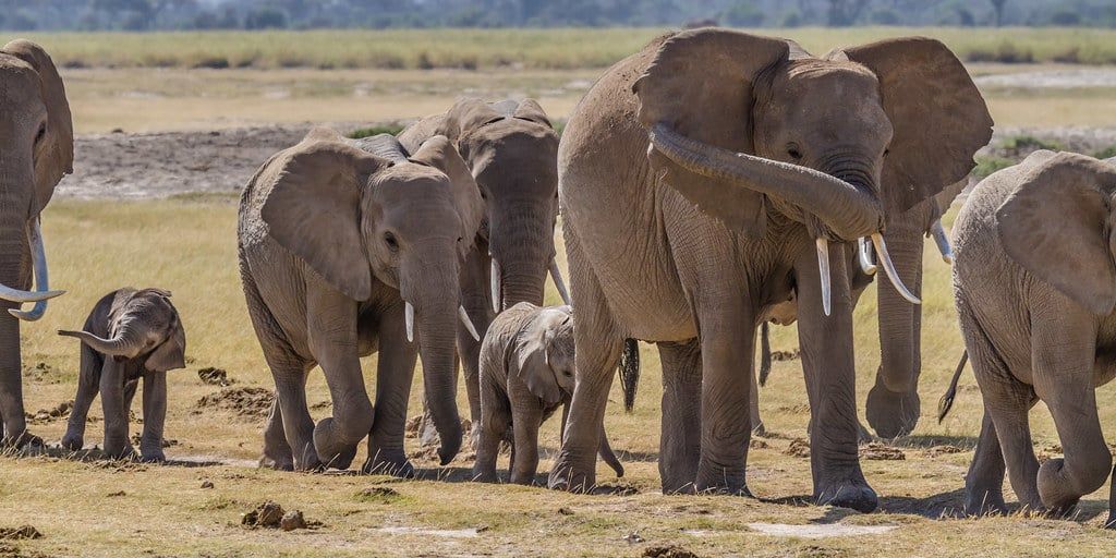 A herd of African elephants, including mothers and calves, walks across the open plains in Amboseli National Park.