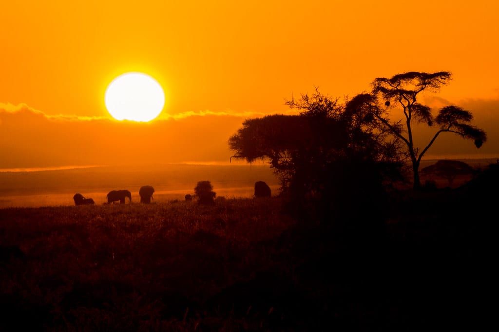 Olifanten trekken over de savanne onder gesilhouetteerde acaciabomen bij zonsopgang in Amboseli National Park.