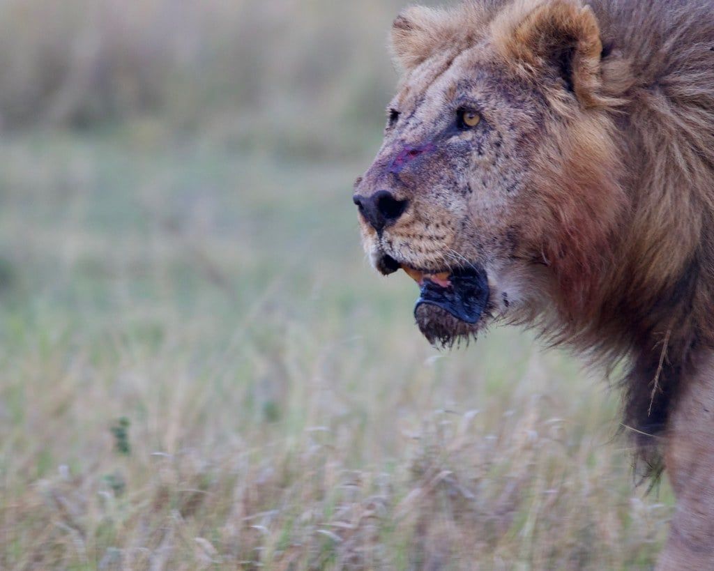 Un león macho lleno de cicatrices de batalla camina entre la hierba de la sabana en el Parque Nacional de Amboseli.
