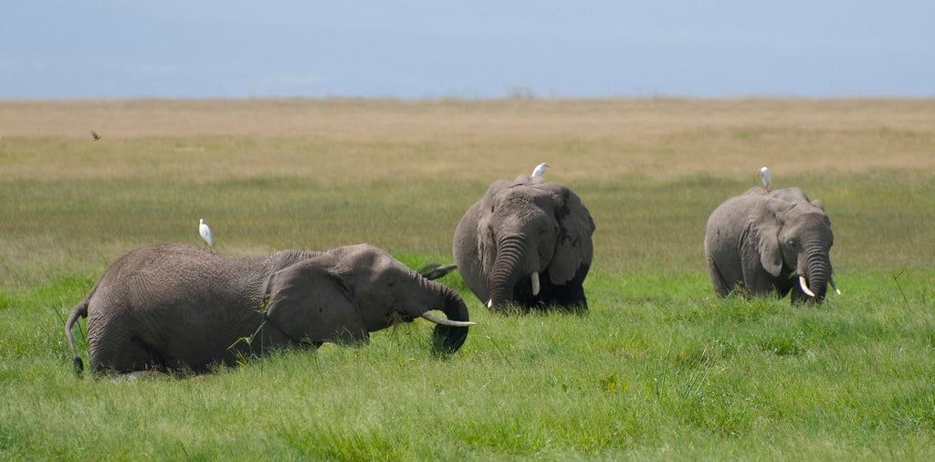 Tres elefantes de sabana africanos vadean y pastan en un exuberante pantano verde del Parque Nacional de Amboseli, con garcetas posadas en sus lomos.