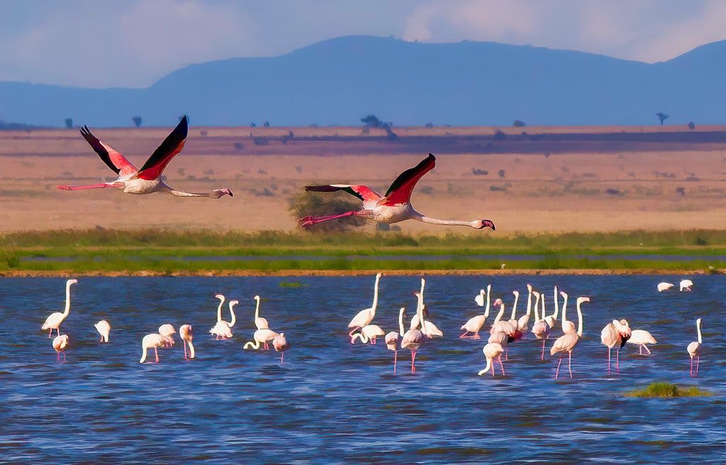 Flamencos comunes y flamencos enanos fondeando y volando sobre las aguas poco profundas del lago Amboseli en el Parque Nacional de Amboseli.