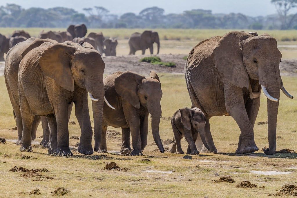 Una manada familiar de elefantes africanos con crías camina por las llanuras herbosas del Parque Nacional de Amboseli.