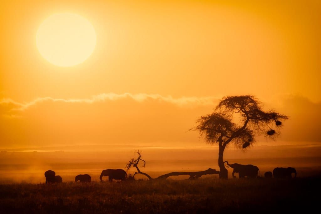 Olifanten lopen over de savanne onder een acaciaboom bij een fel gouden zonsopgang in Amboseli National Park.