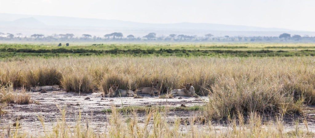 Lions rest in the shade of dry grass tufts on the open plains of Amboseli National Park.