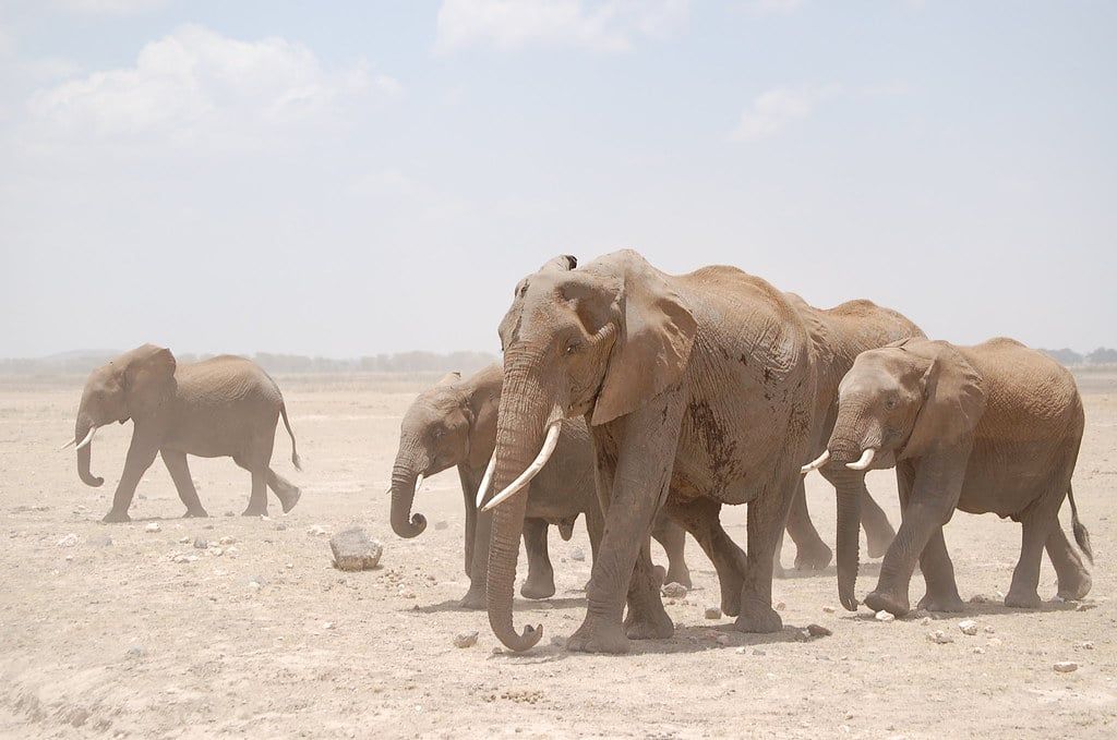 A herd of African elephants walks across the dry, dusty plains of Amboseli National Park.
