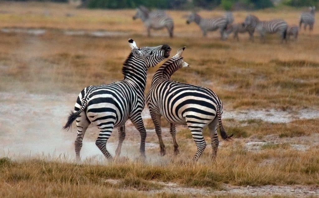 Two zebras sparring on the grassy plains of Amboseli National Park with a herd grazing in the background.
